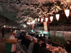 Dinner Under the Blossoms: A true Japanese tradition to eat under the blossoms